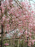 s-DSCN5024.jpg