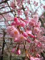s-DSCN5030.jpg