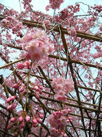s-DSCN5031.jpg