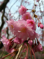 s-DSCN5040.jpg