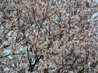 s-DSCN5044.jpg