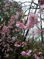 s-DSCN5068.jpg