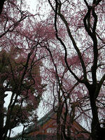 s-DSCN5071.jpg