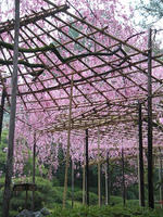 s-DSCN5077.jpg