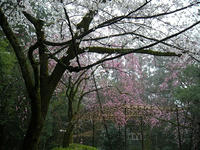 s-DSCN5085.jpg