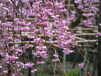 s-DSCN5088.jpg