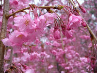 s-DSCN5093.jpg