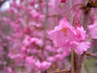 s-DSCN5094.jpg