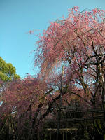 s-DSCN5096.jpg