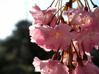 s-DSCN5103.jpg