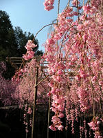 s-DSCN5104.jpg