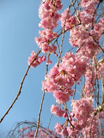 s-DSCN5106.jpg