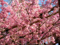 s-DSCN5110.jpg