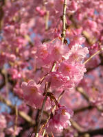 s-DSCN5111.jpg