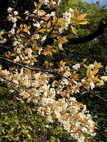 s-DSCN5116.jpg