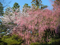 s-DSCN5126.jpg