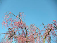 s-DSCN5134.jpg
