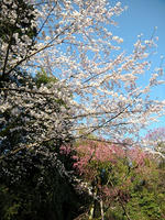 s-DSCN5145.jpg