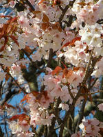 s-DSCN5152.jpg