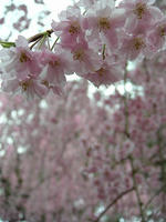 s-DSCN5166.jpg