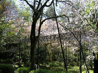 s-DSCN5238.jpg