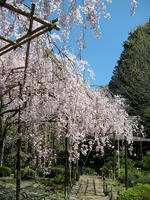 s-DSCN5240.jpg