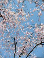 s-DSCN5243.jpg