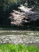 s-DSCN5246.jpg