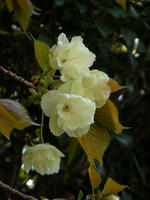 s-DSCN5253.jpg