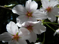 s-DSCN5257.jpg