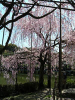 s-DSCN5260.jpg