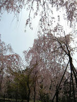 s-DSCN5265.jpg