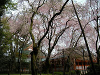s-DSCN5268.jpg