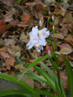 s-DSCN5288.jpg