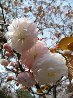 s-DSCN5291.jpg