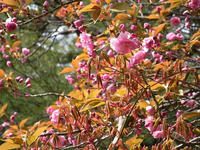 s-DSCN5293.jpg