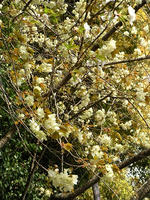 s-DSCN5295.jpg