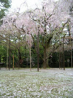 s-DSCN5328.jpg