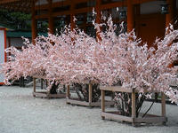 s-DSCN5355.jpg