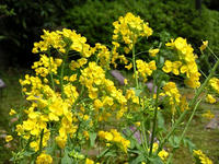 s-DSCN5372.jpg