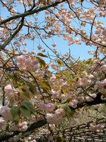 s-DSCN5384.jpg