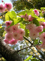 s-DSCN5392.jpg