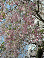 s-DSCN5404.jpg