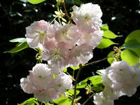 s-DSCN5415.jpg