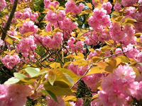s-DSCN5424.jpg