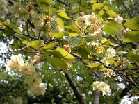 s-DSCN5443.jpg