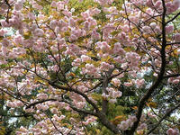 s-DSCN5451.jpg