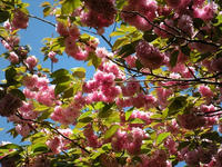 s-DSCN5484.jpg