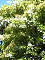 s-DSCN5486.jpg