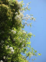 s-DSCN5493.jpg